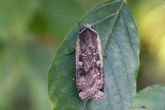 Large Yellow Underwing (Noctua pronuba)