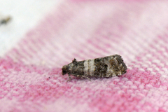 Common Marble (Celypha lacunana)