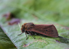 Ruby Tiger (Phragmatobia fuliginosa)