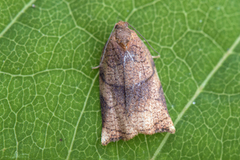 Rose Tortrix (Archips rosana)