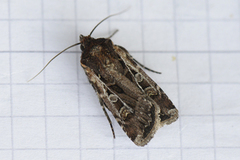 White-line Dart (Euxoa tritici)