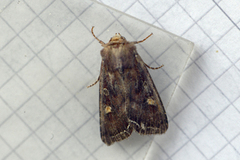 Bright-line Brown-eye (Lacanobia oleracea)