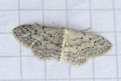 Grå engmåler (Idaea seriata)