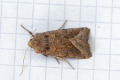 Brunt stengelfly (Hydraecia micacea)