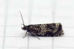 Common Marble (Celypha lacunana)