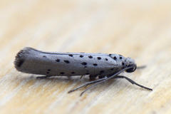 Smørbukkspinnmøll (Yponomeuta sedella)