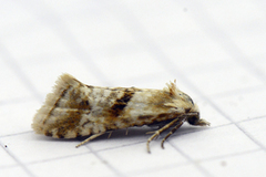 Kentish Conch (Cochylimorpha alternana)