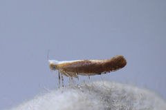 Purple Argent (Argyresthia albistria)