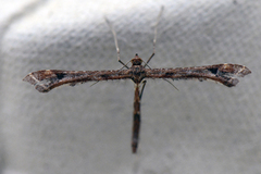 Beautiful Plume (Amblyptilia acanthadactyla)