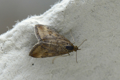 Straw-barred Pearl (Pyrausta despicata)