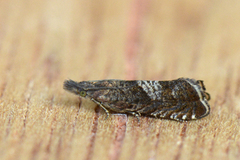 Burotvikler (Dichrorampha simpliciana)