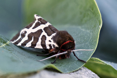 Brun bjørnespinner (Arctia caja)