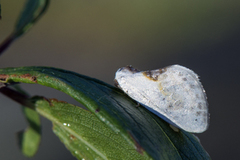 Slåpetornsigdvinge (Cilix glaucata)