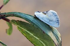 Slåpetornsigdvinge (Cilix glaucata)