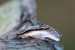 Seljetannspinner (Pheosia tremula)