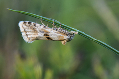 Knoppurtpraktvikler (Cochylimorpha alternana)