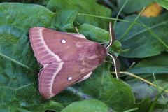 Kløverspinner (Lasiocampa trifolii)