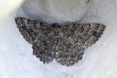 The Annulet (Charissa obscurata)