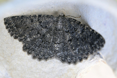 The Annulet (Charissa obscurata)