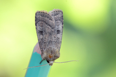 Small Square-spot (Diarsia rubi)