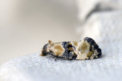 Gylden gullrispraktvikler (Phalonidia curvistrigana)