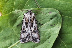 Archer's Dart (Agrotis vestigialis)