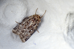 Røsslyngfly (Lycophotia porphyrea)