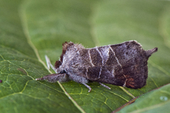 Small Chocolate-tip (Clostera pigra)