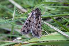 White-line Dart (Euxoa tritici)