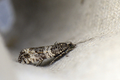 Common Marble (Celypha lacunana)