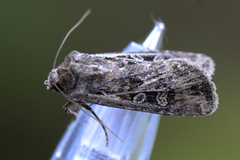 Gråbrunt sandjordfly (Euxoa tritici)