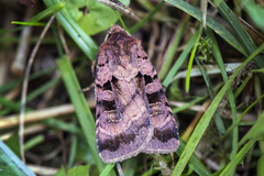 Square-spotted Clay (Xestia stigmatica)