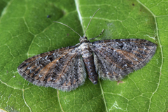 Rustdvergmåler (Eupithecia icterata)