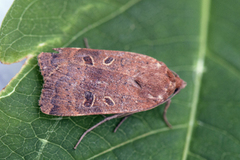 Lesser Yellow Underwing (Noctua comes)