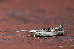 Ypsolopha scabrella