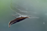 Leddvedsprellemøll (Ypsolopha dentella)