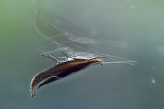 Honeysuckle Moth (Ypsolopha dentella)