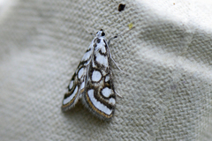 Beautiful China-mark (Nymphula nitidulata)