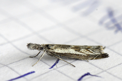 Hook-tipped Grass-veneer (Platytes alpinella)