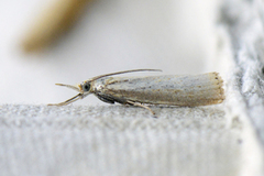 Pearl Veneer (Agriphila straminella)