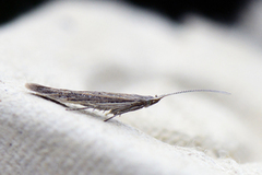 Coleophora