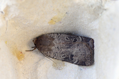 Lesser Yellow Underwing (Noctua comes)