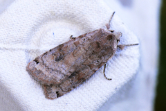 Dotted Clay (Xestia baja)