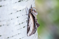 Bjørketannspinner (Pheosia gnoma)