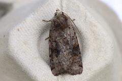 Dotted Clay (Xestia baja)