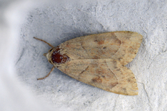 The Dun-bar (Cosmia trapezina)