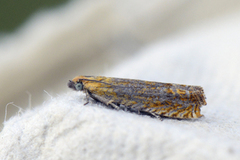 Red Piercer (Lathronympha strigana)