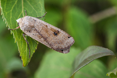 Large Yellow Underwing (Noctua pronuba)