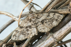 Fjærbarkmåler (Peribatodes secundaria)