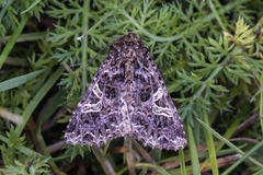 Fiolett nellikfly (Sideridis rivularis)